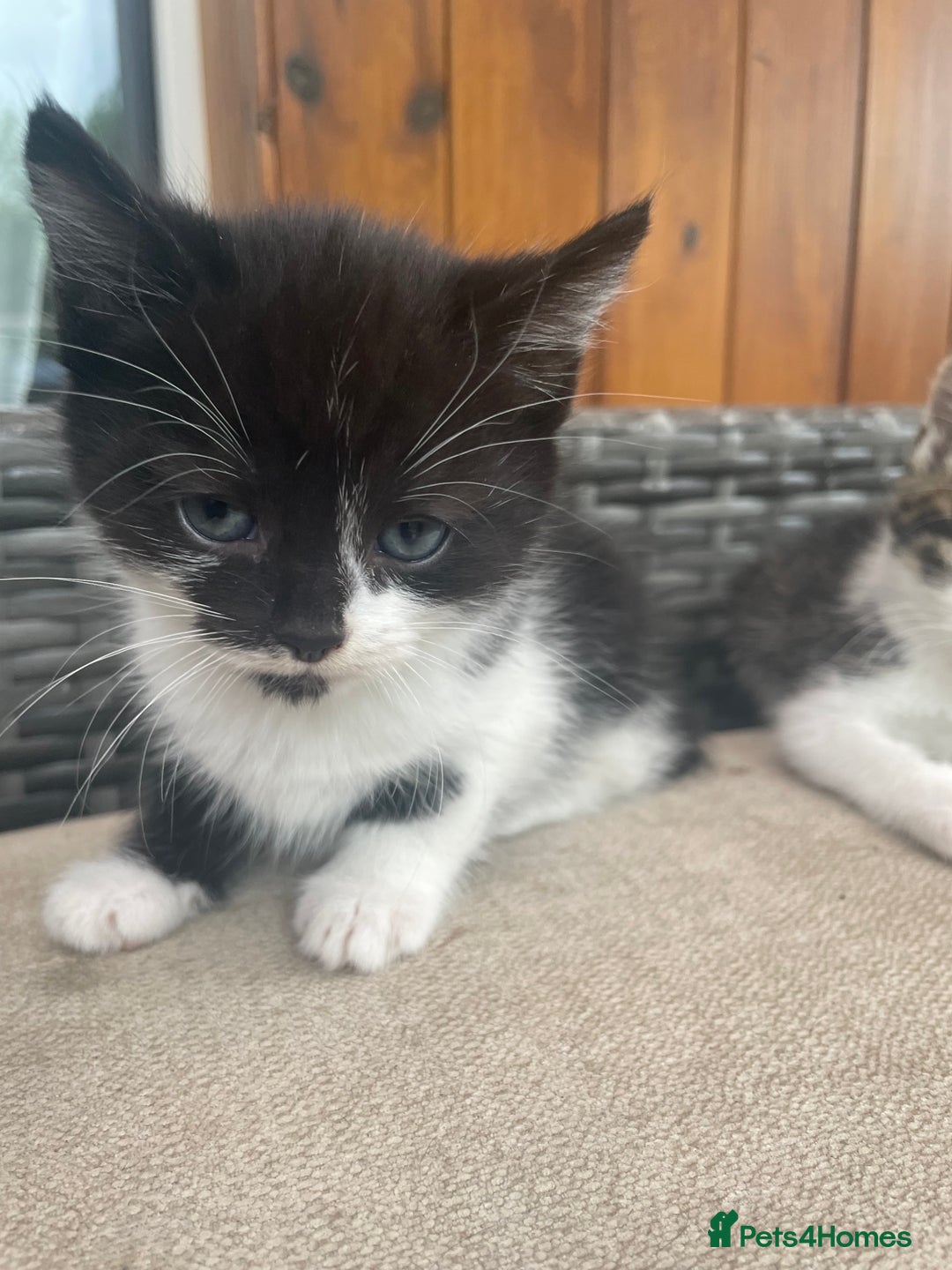 Mixed Breed cats for sale: Two male tuxedo kittens  - Image 1
