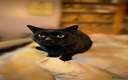 Mixed Breed cats for sale: home needed - Image 1