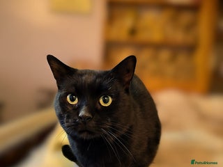 Mixed Breed cats - Advert 33