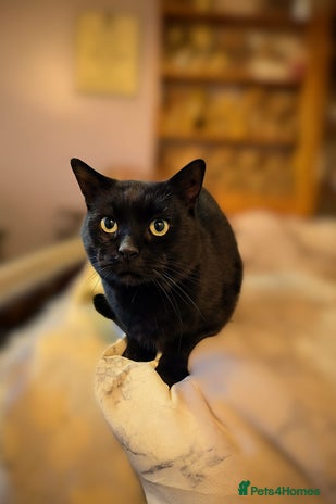 Mixed Breed cats - Advert 2
