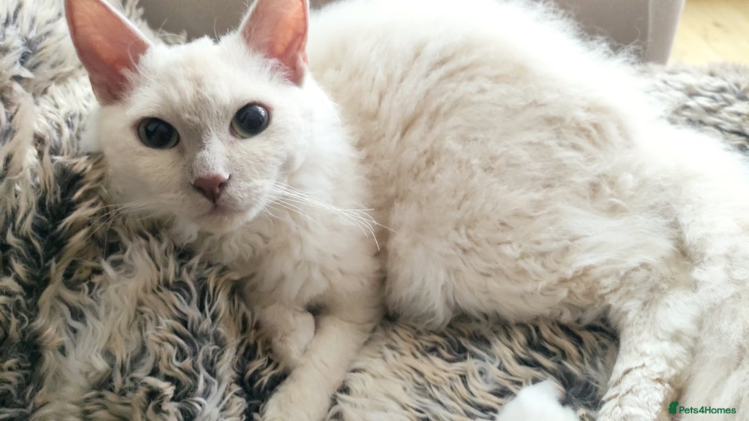 LaPerm cats for sale: Adorable teddy bear curly LaPerm GCCF reg - Advert 6