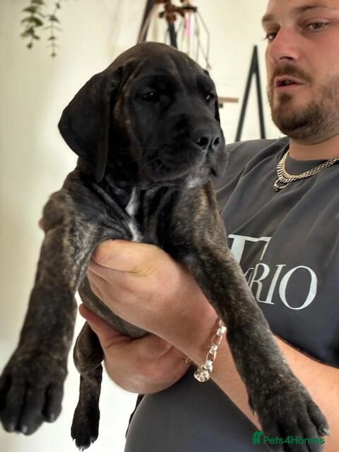 Cane Corso dogs for sale: Cane corso puppies - Advert 2