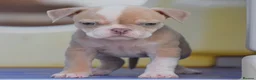 Olde English Bulldogge dogs for sale: DONT LET YOUR DREAMS JUST BE DREAMS  - Advert 4