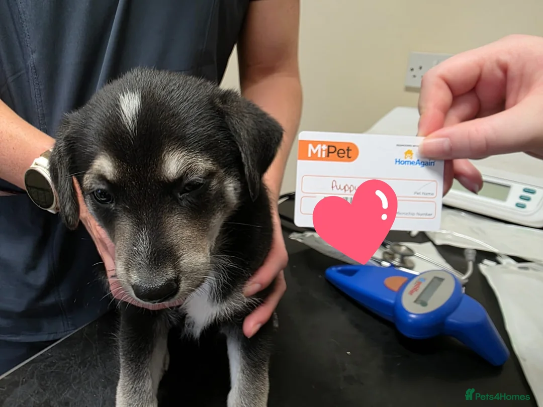 Mixed Breed dogs for sale:  Last puppy looking for his forever home ;)   - Advert 20