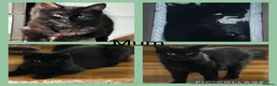 Snowshoe cats for sale: Snowshoe x domestic kittens  - Advert 1