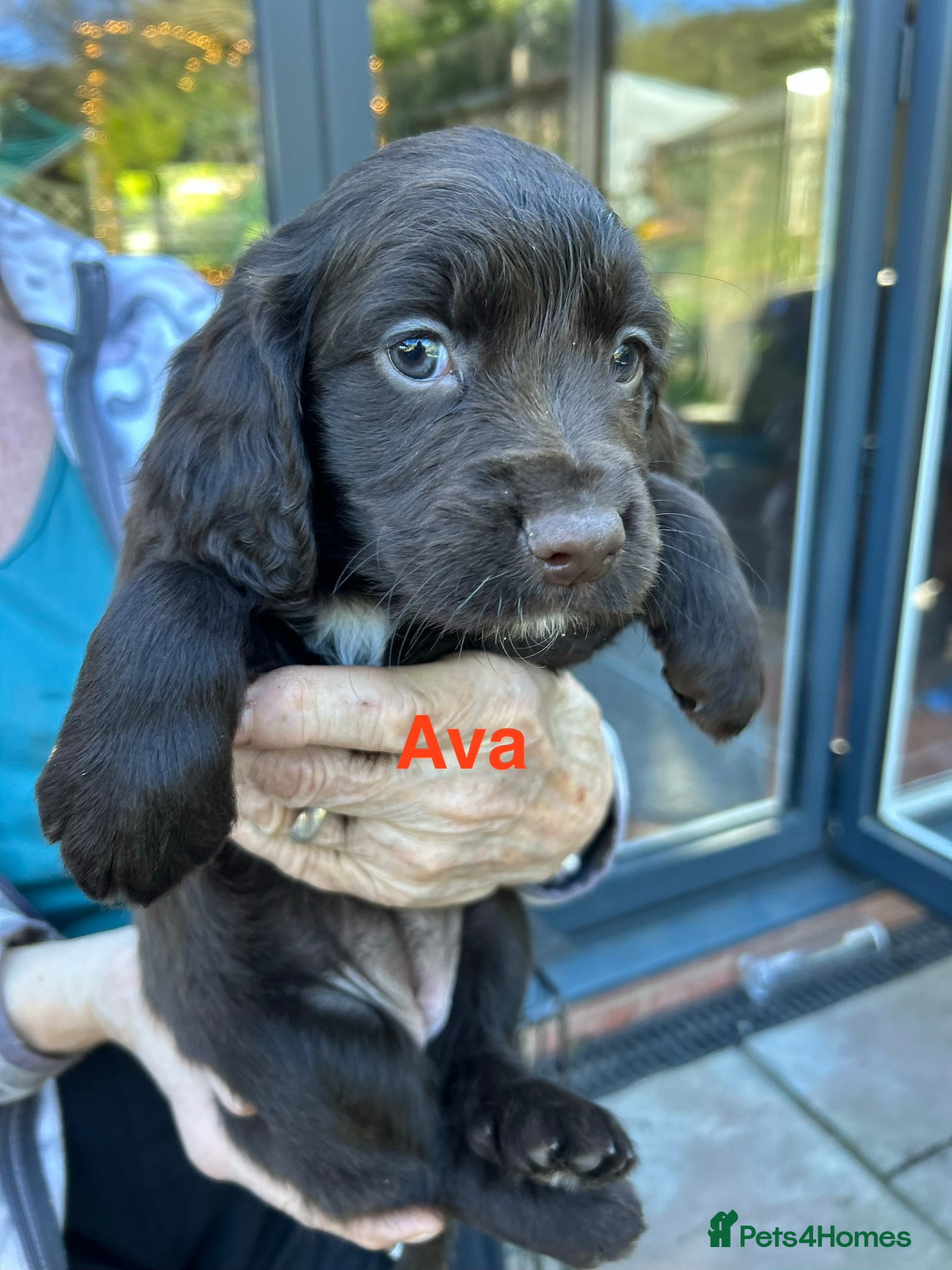 Cocker Spaniel dogs ✨Family Bred Health Tested KC W/Cocker Pups ✨ - Advert 2