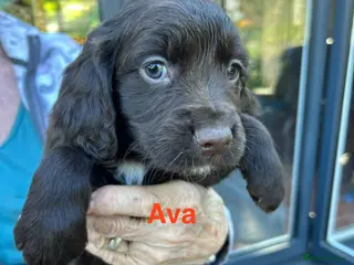 Cocker Spaniel dogs ✨Family Bred Health Tested KC W/Cocker Pups ✨ - Advert 2