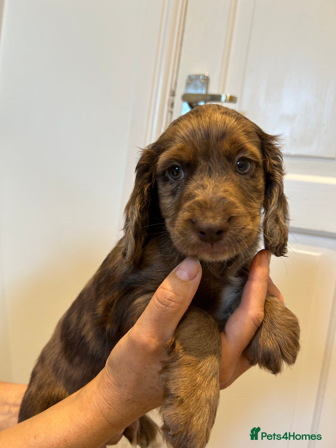 Cocker Spaniel dogs for sale: Super rare and unique show type dna tested Kc reg  - Image 19