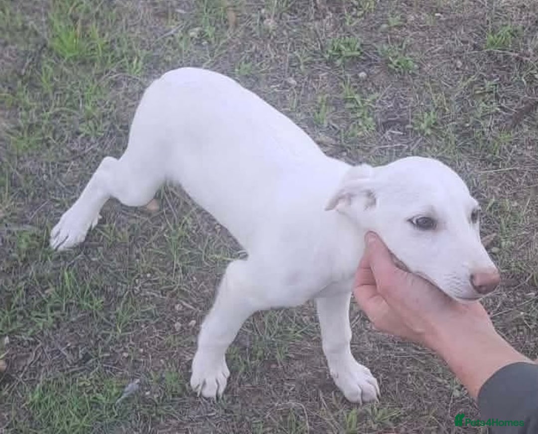 Mixed Breed dogs for adoption: Holly needs a loving home - Advert 10