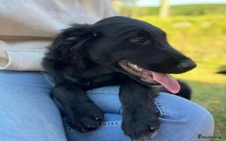 Golden Retriever dogs for sale: Beautiful Golden Retriever x Border Collie Puppies - Image 11