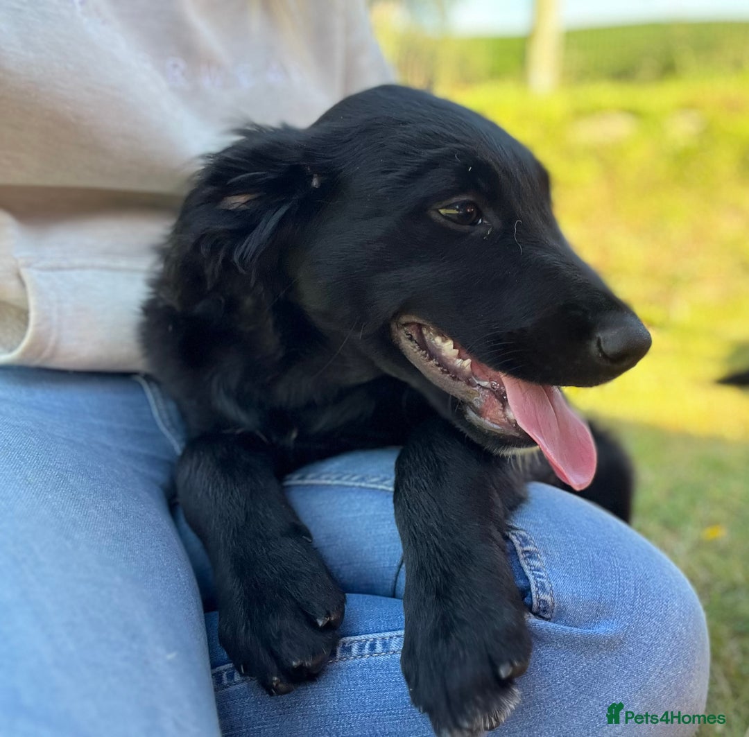 Golden Retriever dogs for sale: Beautiful Golden Retriever x Border Collie Puppies - Image 11