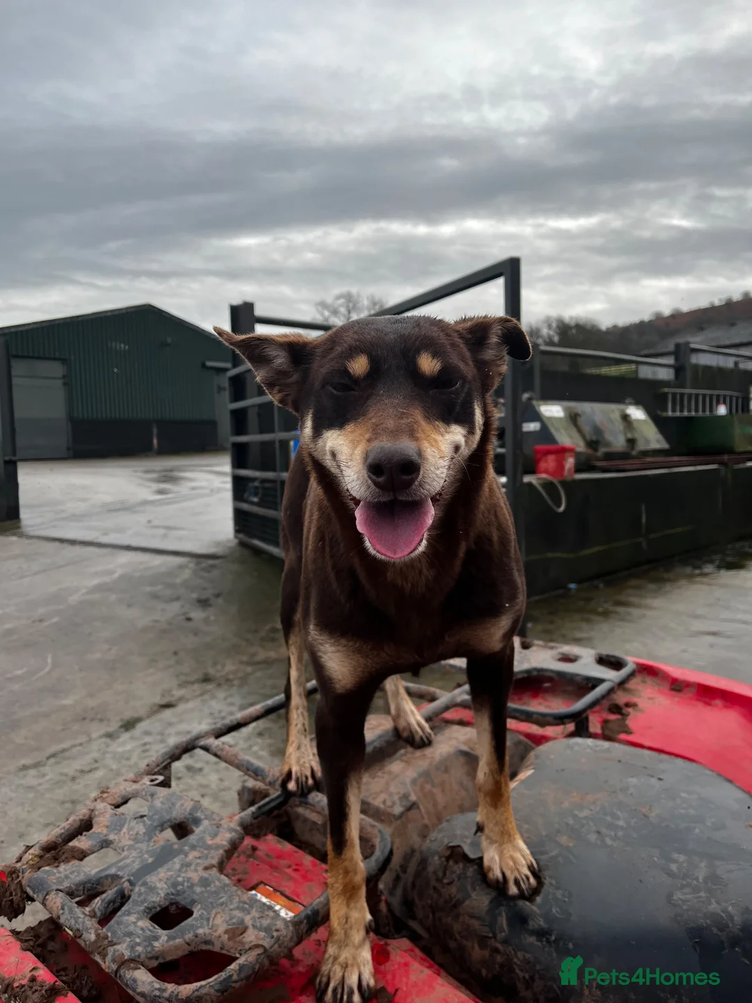 Australian Kelpie dogs for sale: Mixed Litter Kelpie Pups in Brecon - Advert 1