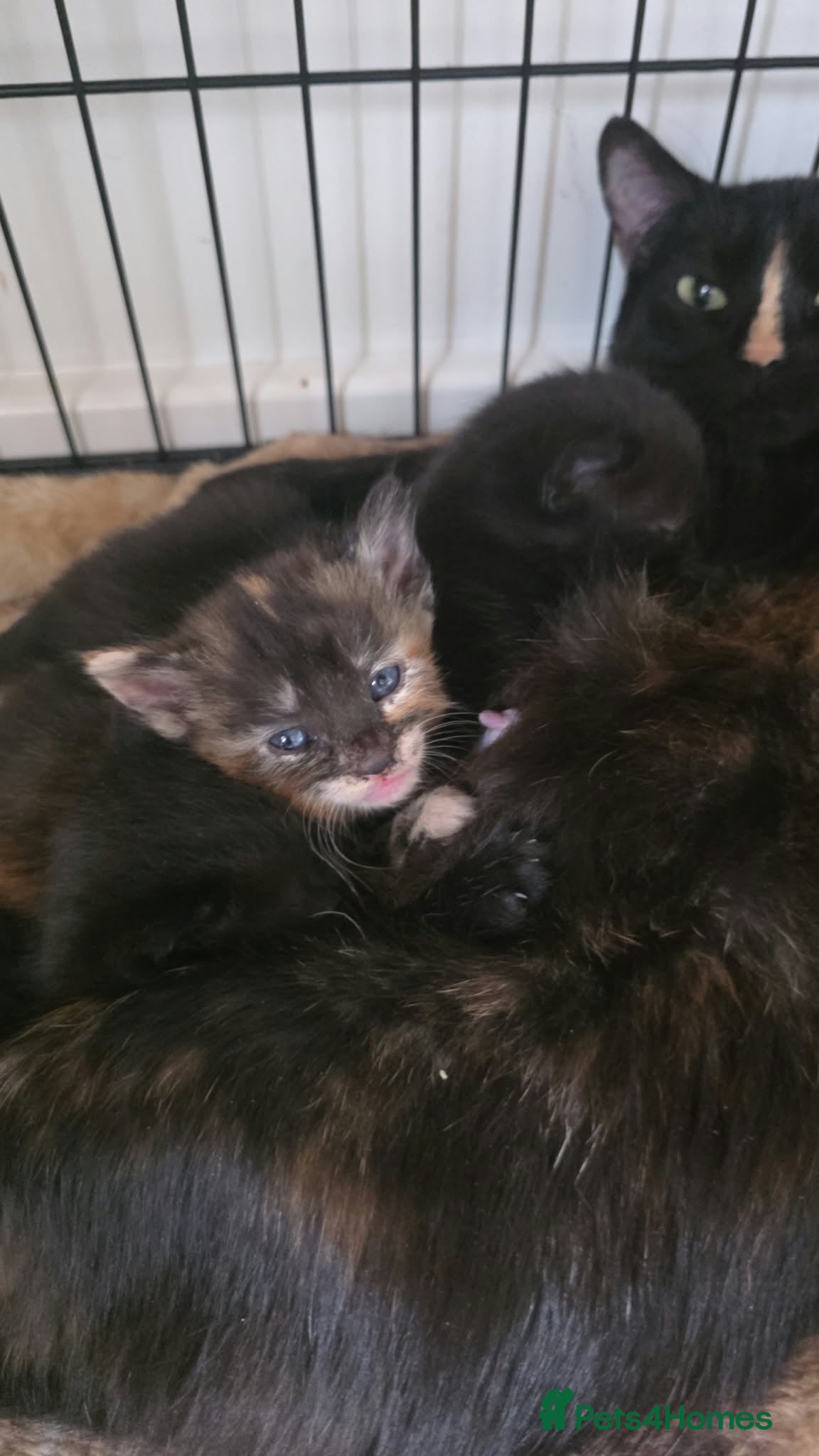 Mixed Breed cats Kitten - Advert 15