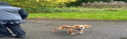 Cocker Spaniel dogs for sale: Change in Family Circumstances - Cocker male  in Manchester - Advert 2