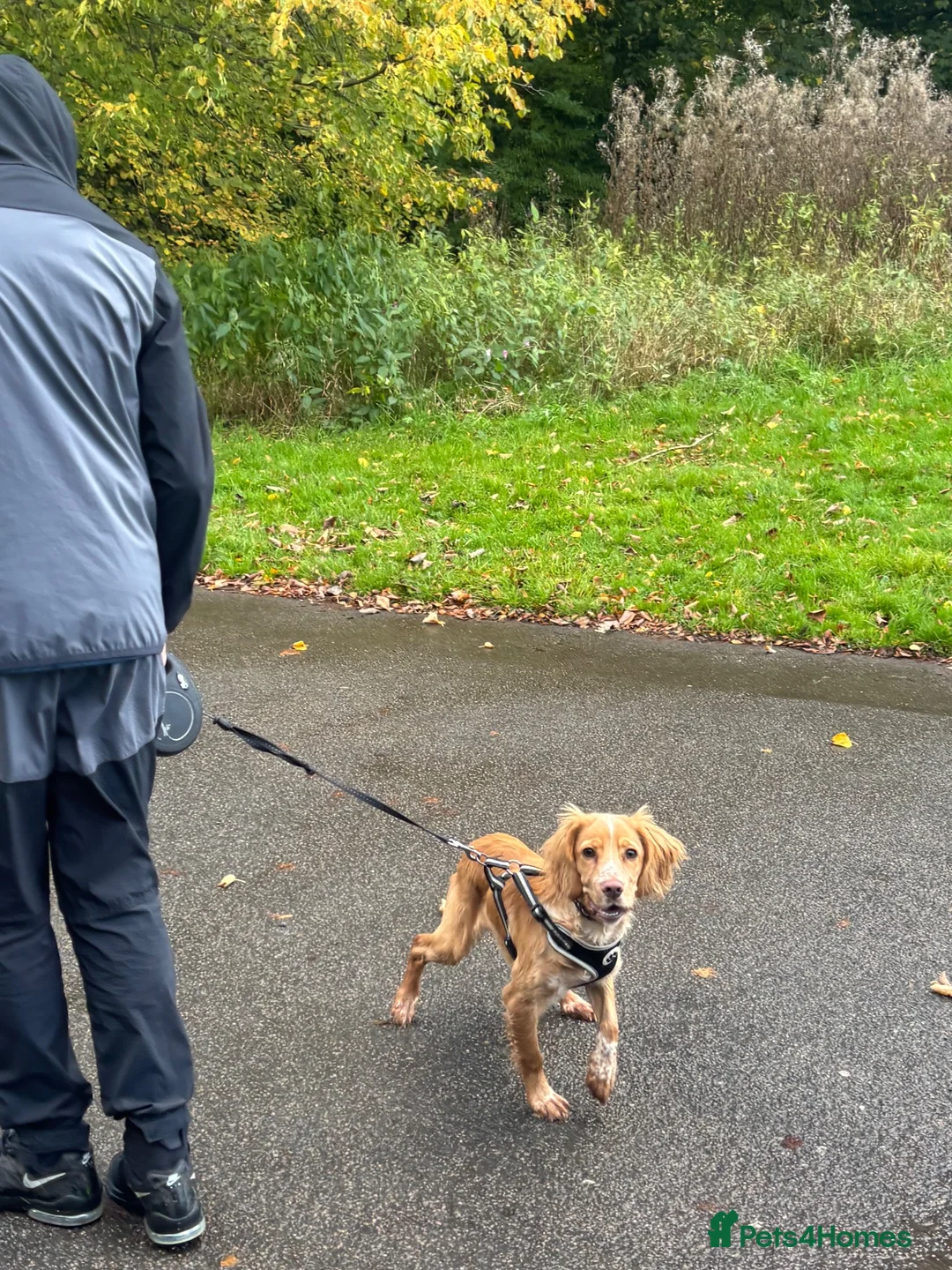 Cocker Spaniel dogs for sale: Change in Family Circumstances - Cocker male  in Manchester - Advert 2