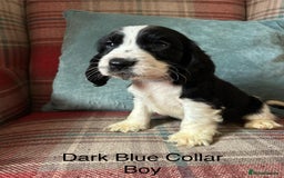 Cocker Spaniel dogs for sale: KC registered, health tested, show type puppies  - Image 18