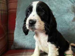 Cocker Spaniel dogs KC reg, health tested, show type boys, ready now! - Advert 13
