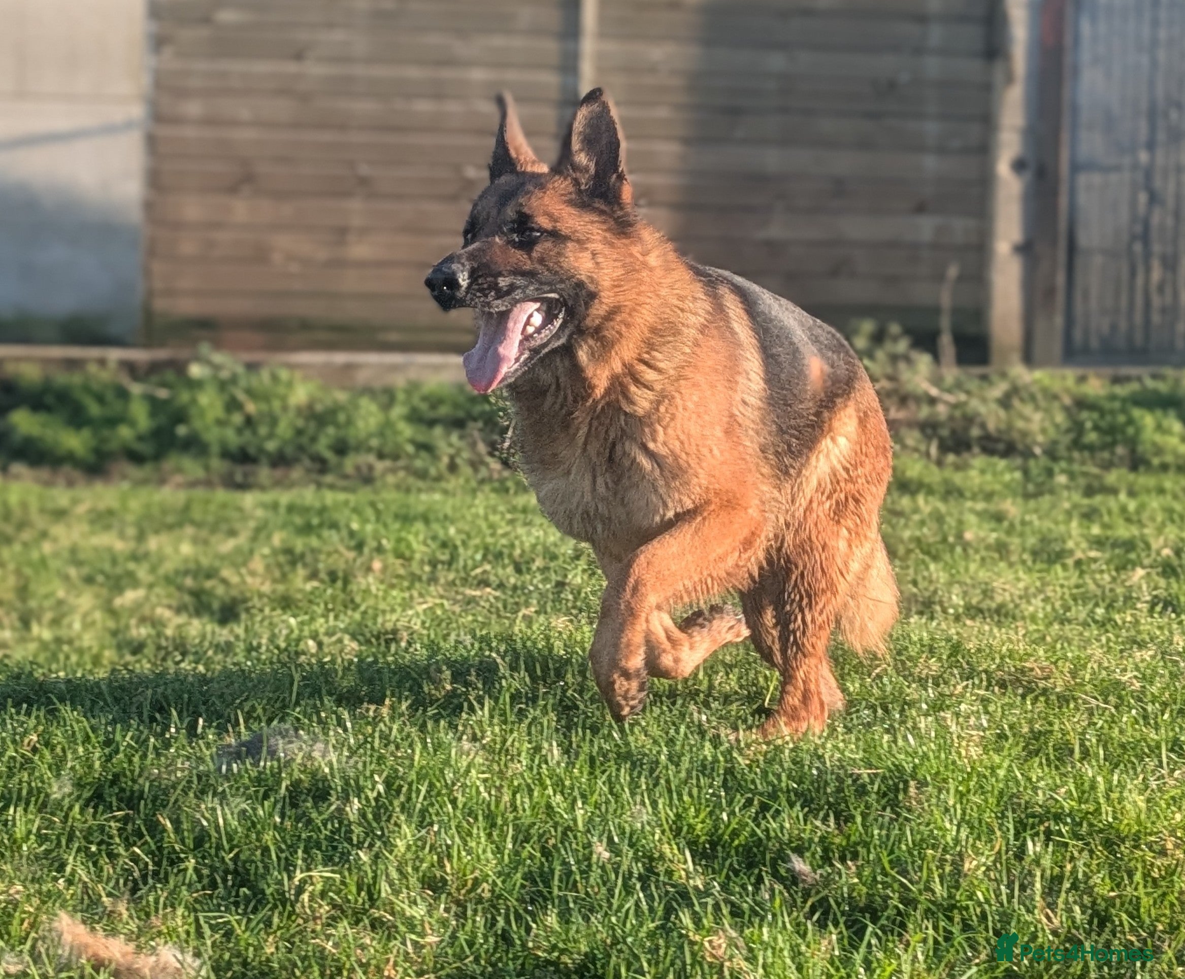 German Shepherd dogs Champion Bred, KC Health Tested Import Female - Advert 4