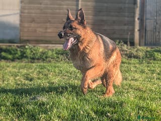 German Shepherd dogs Champion Bred, KC Health Tested Import Female - Advert 3