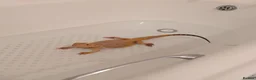 Bearded Dragon reptiles for sale: 3 year old male bearded dragon - Advert 5