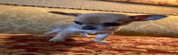 Chihuahua dogs for sale: Chihuahua puppy from licensed breeder - Advert 3