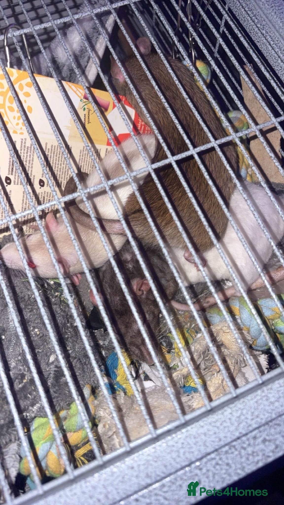 Rat rodents 3 rats for sale! - Advert 1