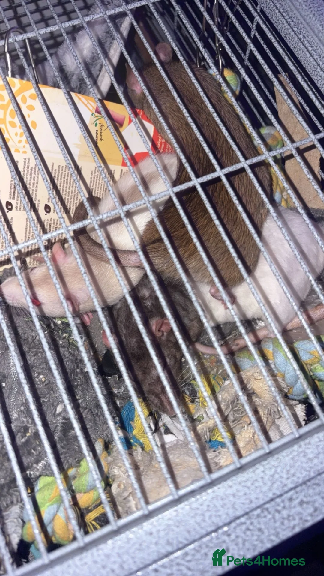 Rat rodents for sale: 3 rats for sale! - Advert 1
