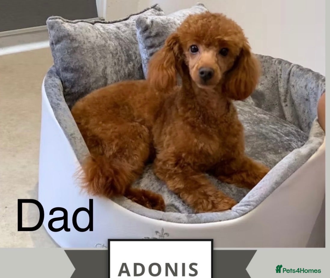 Cavapoo dogs Beautiful Fox Red Cavapoo F1B Puppies - Advert 2