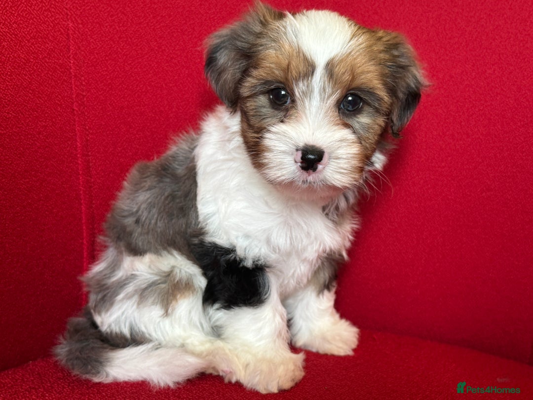 Yorkshire Terrier dogs for sale: Blue Merle Yorkshire terrier Girls (parent tested) - Image 4