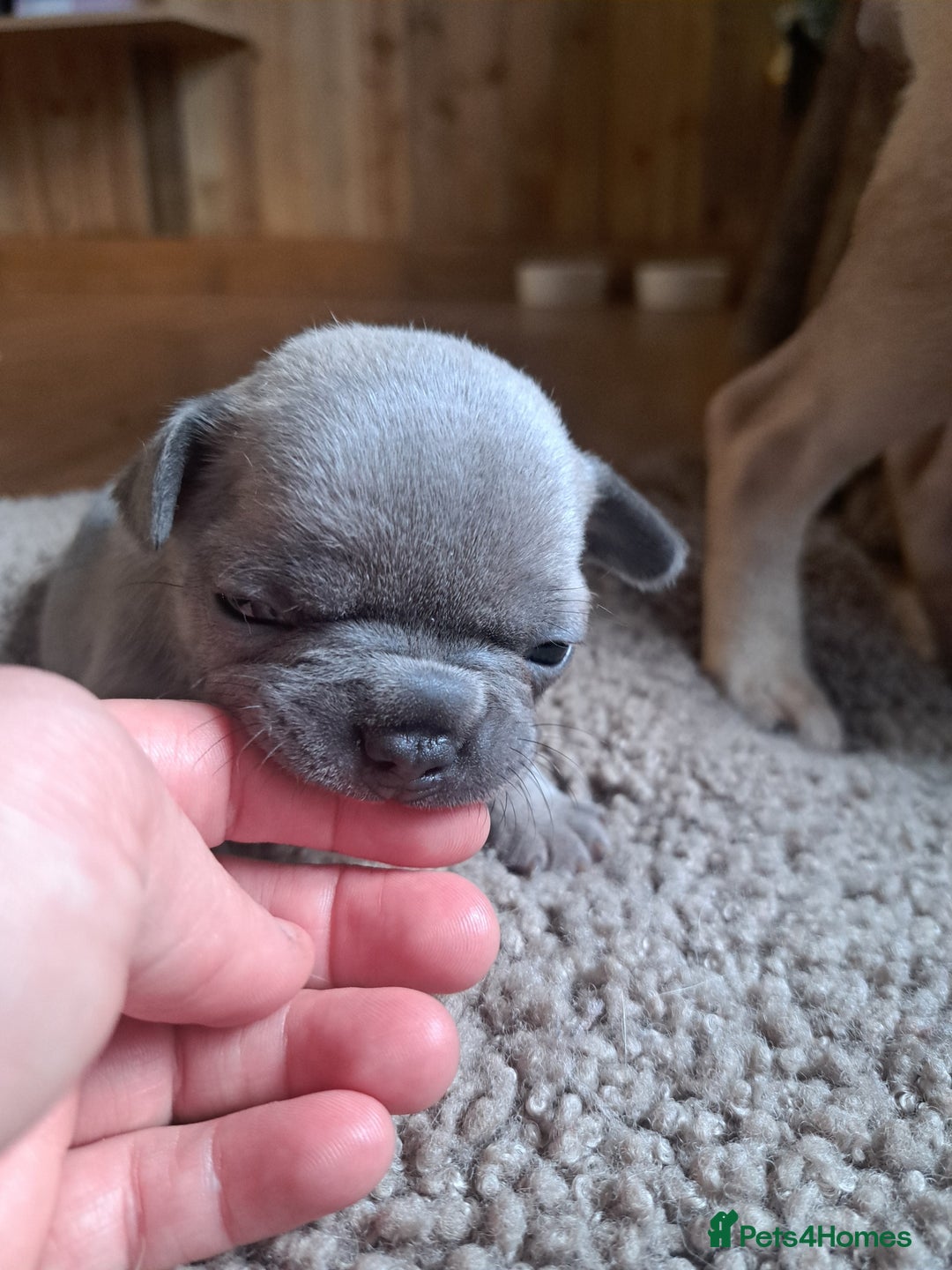 French Bulldog dogs for sale: French bulldog puppies  - Advert 8