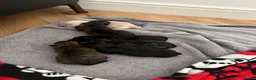 Scottish Terrier dogs for sale: Scottish terrier puppies  - Advert 3