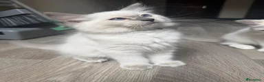 Ragdoll 3
