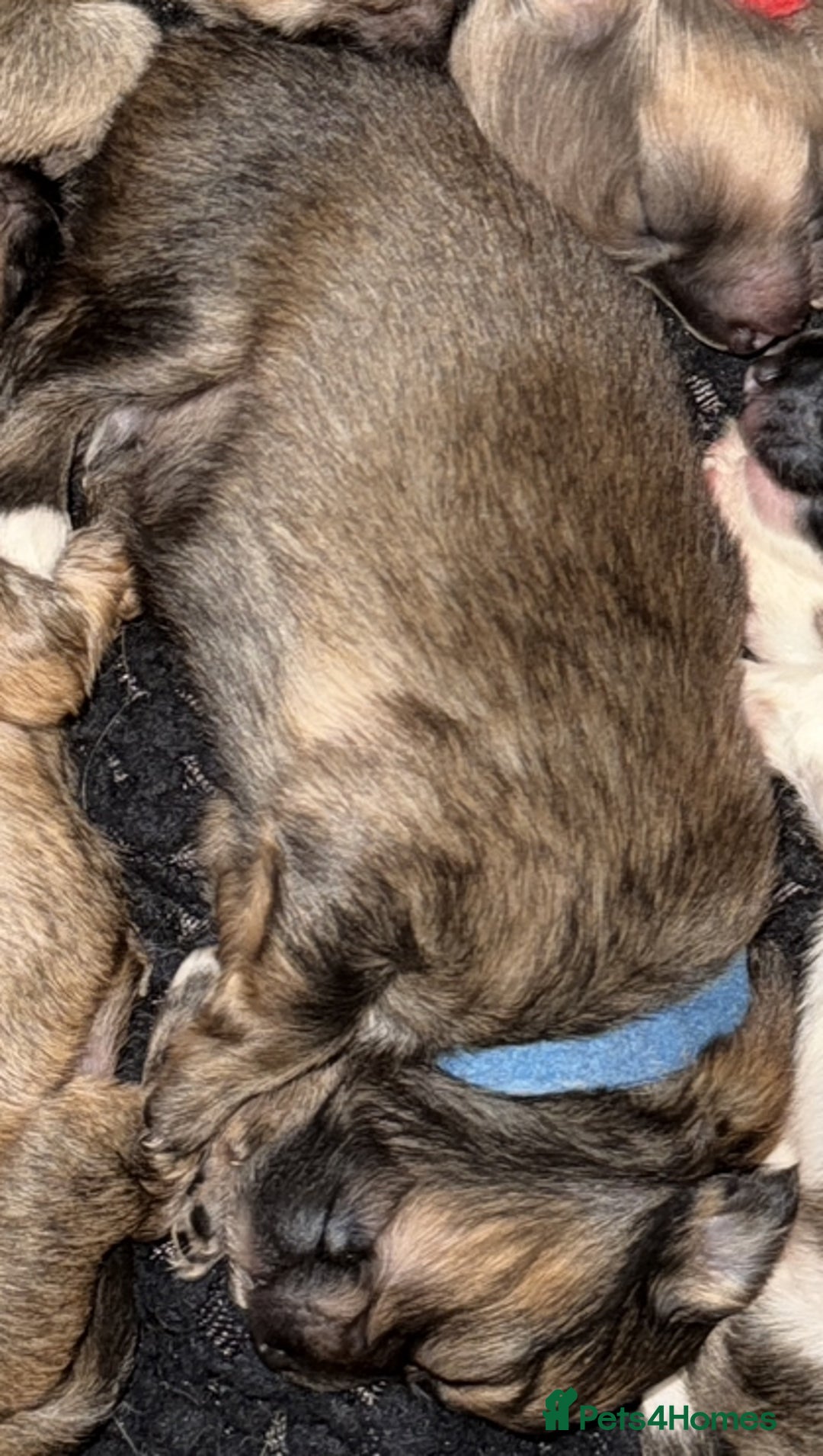 Mixed Breed dogs for sale: Pomeranian x Dachshund puppies available! - Image 4
