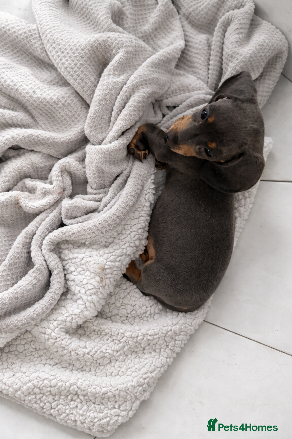 Miniature Dachshund dogs Miniature dachshund puppies 1 female left xx - Advert 6