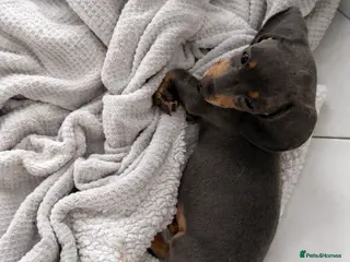 Miniature Dachshund dogs Miniature dachshund puppies 1 female left xx - Advert 6