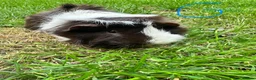 Guinea Pig rodents for sale: Guinea Pigs For Sale  - Advert 8