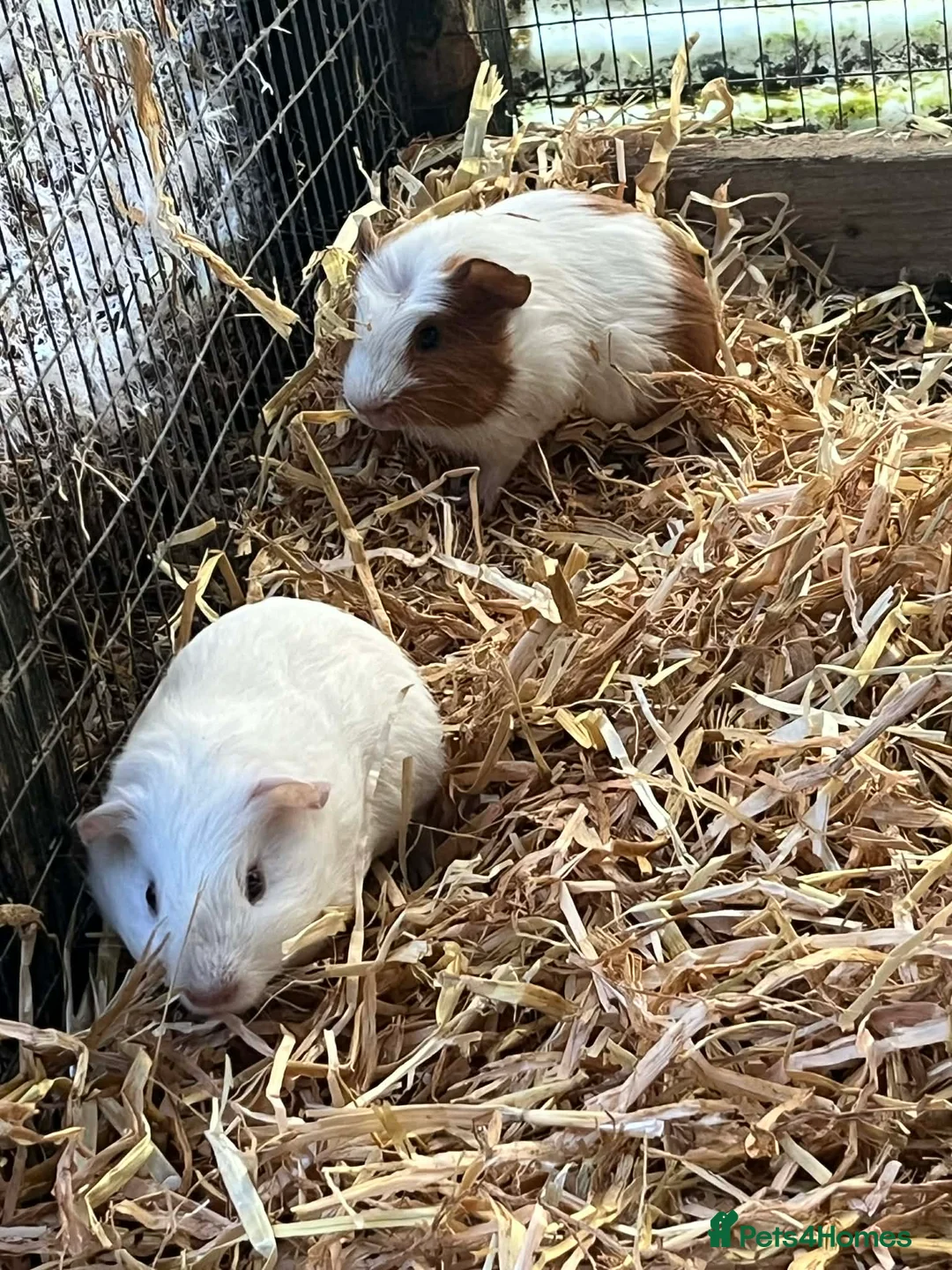 Guinea Pig rodents for sale: Guinea pigs  - Advert 5