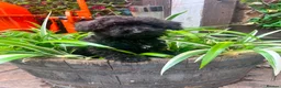 Cockapoo dogs for sale: Beautiful litter of cockapoos available to leave  - Advert 4