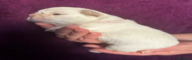 Dark pink collar