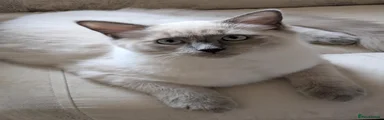 Ragdoll 1