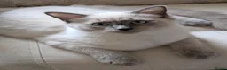 Ragdoll cats for sale: Male Ragdoll  - Advert 9