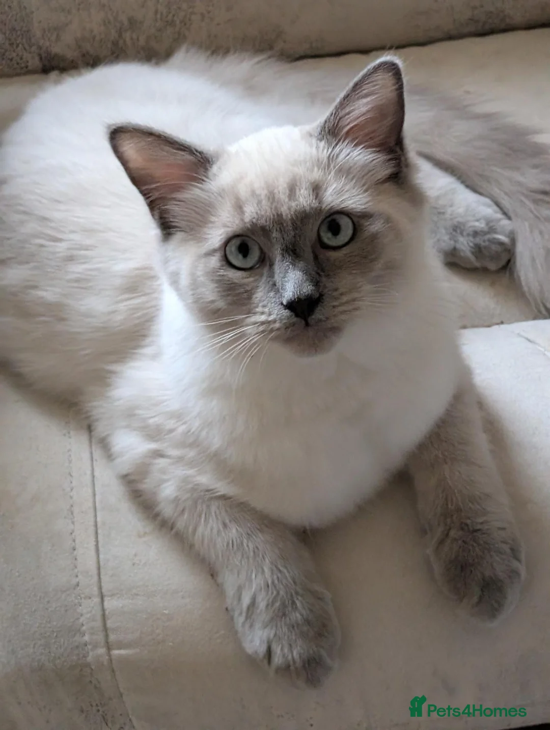 Ragdoll cats for sale: Male Ragdoll  - Advert 9