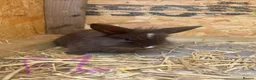 Mini Lion Lop rabbits for sale: Beautiful Mini Lion Lop Bunnies  in Rochdale - Advert 5