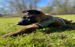 Mixed Breed dogs for sale: German shepherd cross Belgian malinios 8 months  - Image 13