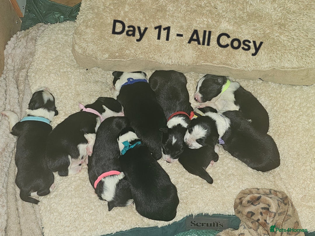 Border Collie dogs for sale: Border Collie Puppies - Image 12