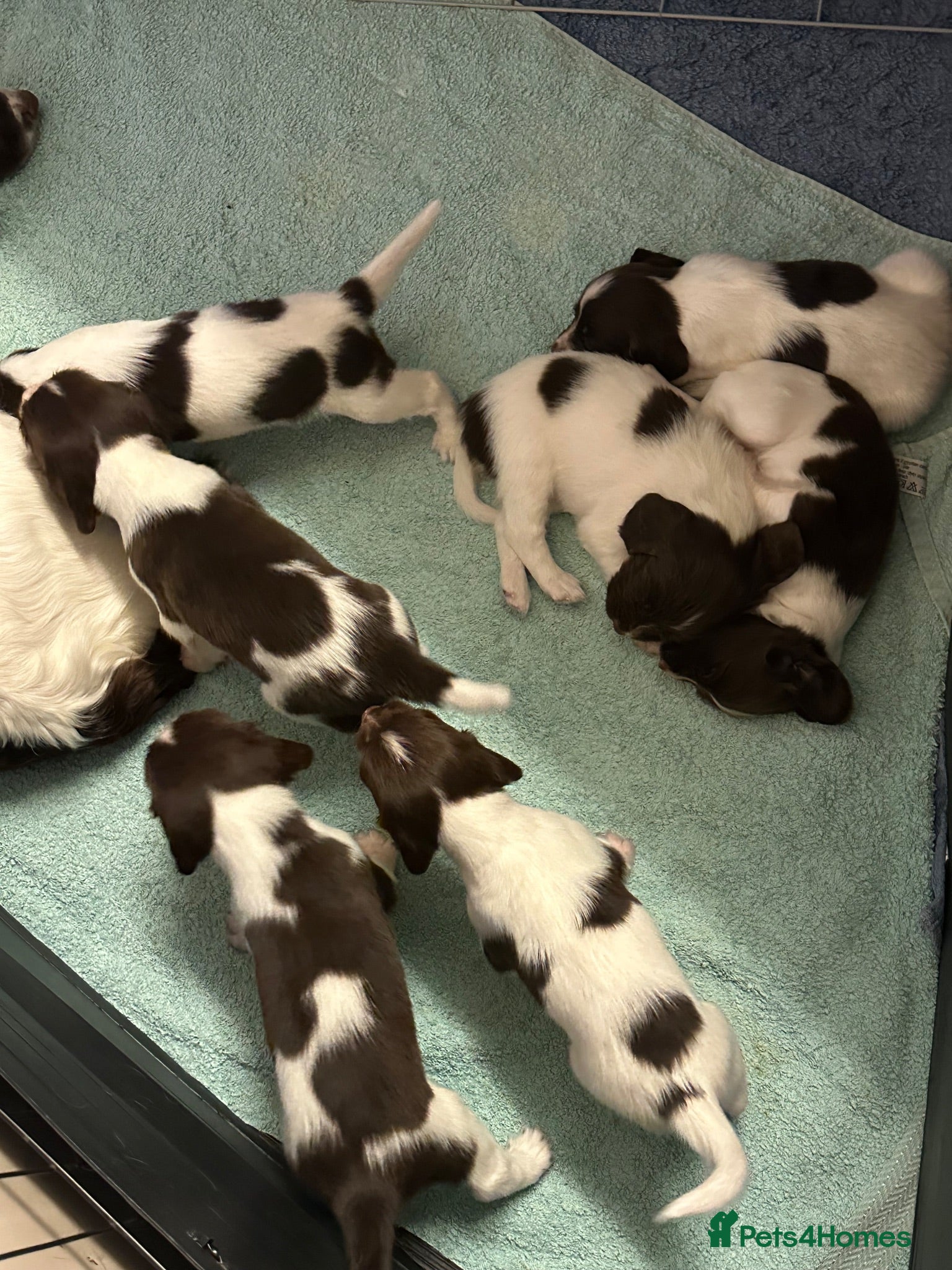 English Springer Spaniel dogs Adorable Kennel club registered ESS puppies  - Advert 2