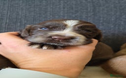 Cocker Spaniel dogs for sale: Stunning show type cocker spaniel pups for sale - Image 3
