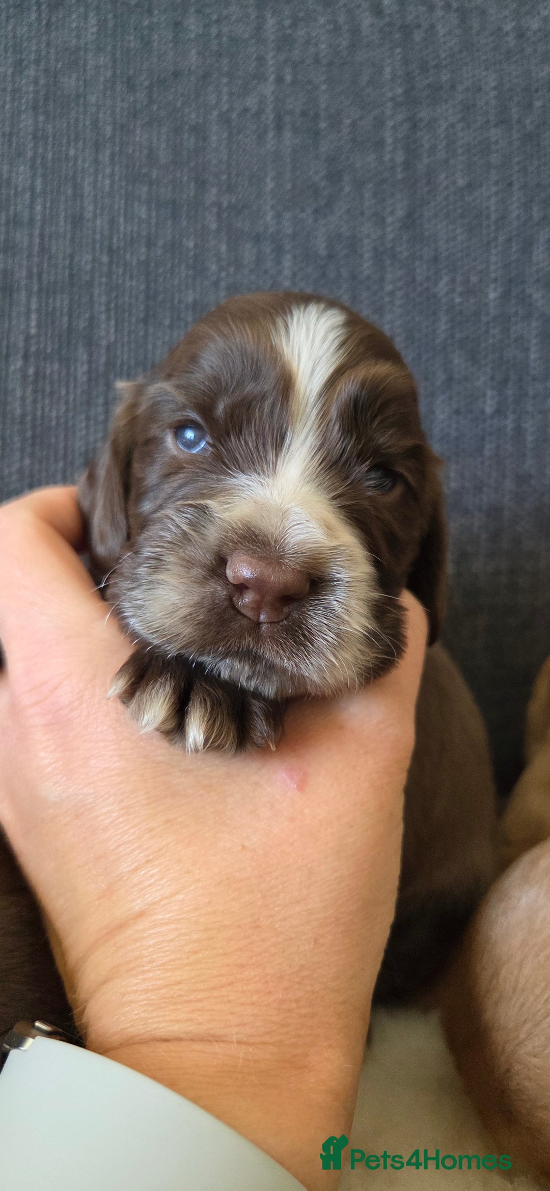 Cocker Spaniel dogs for sale: Stunning show type cocker spaniel pups for sale - Image 3