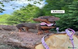 Miniature Dachshund dogs for sale: Beautiful miniature dachunds smooth/long coat - Image 8