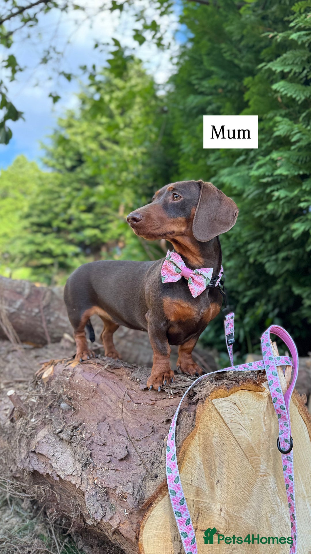 Miniature Dachshund dogs for sale: Beautiful miniature dachunds smooth/long coat - Image 8